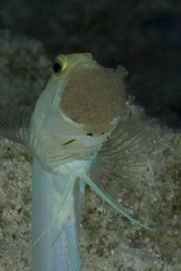 The male yellow headed jawfish gets a bum deal. He is stu... by Jon Kreider 